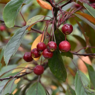 Malus toringo Scarlett