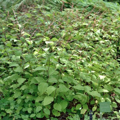 Persicaria filiformis