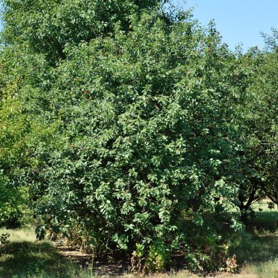 Surkörsbär, Ostheimer (Ostheimer Weichsel), stam P.colt 2 års co