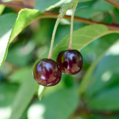 Surkörsbär, Ostheimer (Ostheimer Weichsel), stam P.colt 2 års co