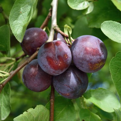 Plommon, Ive, stam P. cer 2-års