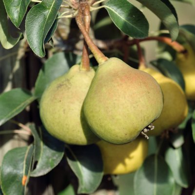 Päron, Aune (Aunes Päron), stam P. com 2 års co