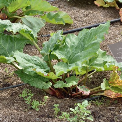 Rheum rhabarbarum Red Champagne, Rabarber, C3,5