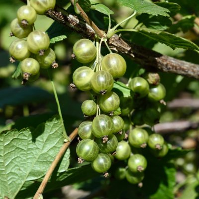 Ribes nigrum De Gröna, Gröna Vinbär, busk C3,5