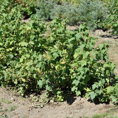 Ribes nigrum De Gröna, Gröna Vinbär, busk C3,5