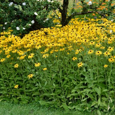 Rudbeckia fulgida var. deamii