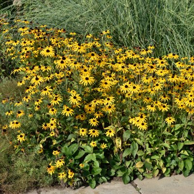 Rudbeckia fulgida var. deamii
