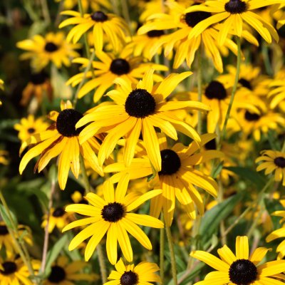 Rudbeckia fulgida var. deamii