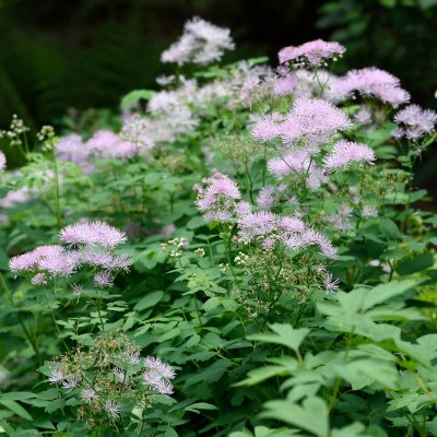 Thalictrum aquilegiifolium, Aklejruta