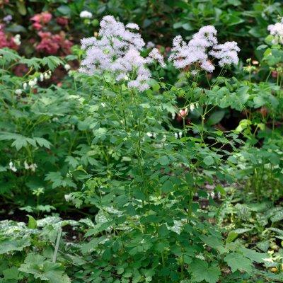 Thalictrum aquilegiifolium, Aklejruta