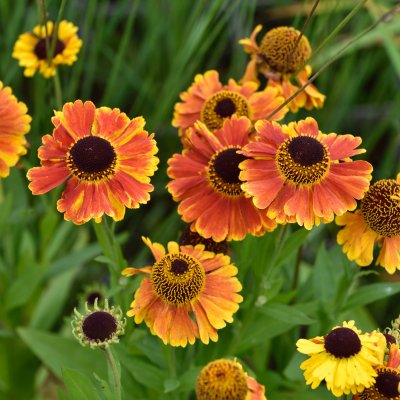 Helenium aut. hybr. Mardi Gras, Trädgårdssolbrud