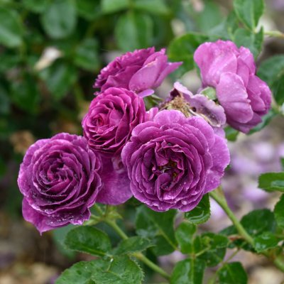 Rosa floribunda Minerva ®