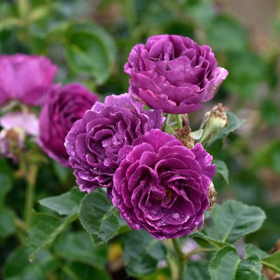 Rosa floribunda Minerva ®