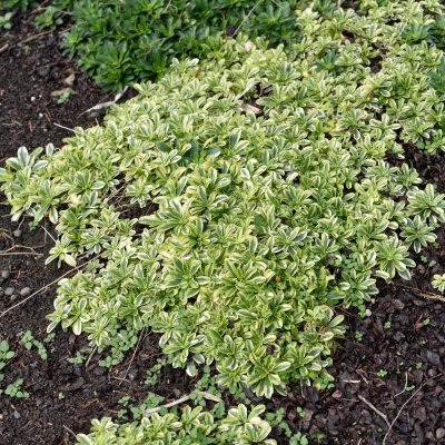 Arabis ferdinandi-coburgi Old Gold