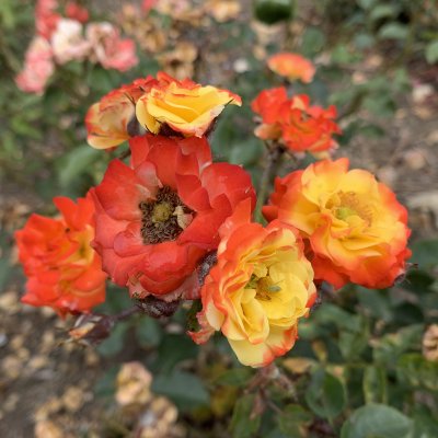 floribunda Rumba, Floribundaros, C4
