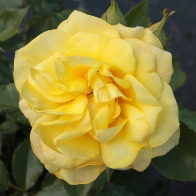 floribunda Sunsprite (Friesia, Korresia), Floribundaros, barrot 1st
