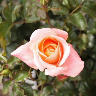 floribunda Kalmar ™ (Poulkalm), Floribundaros, C4