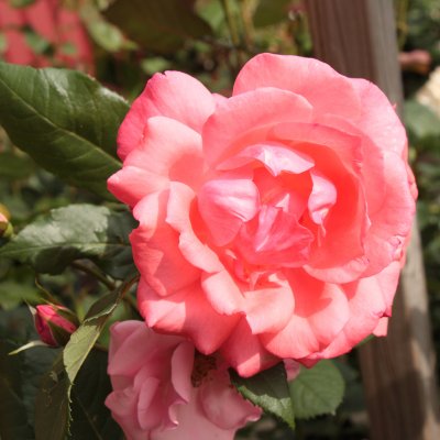Rosa floribunda Läckö ™ (Riberhus)