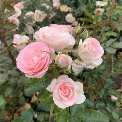 Rosa Mini Eden Rose ®