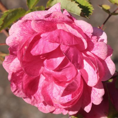 Morden Ruby, Kanadensisk Buskros, C4