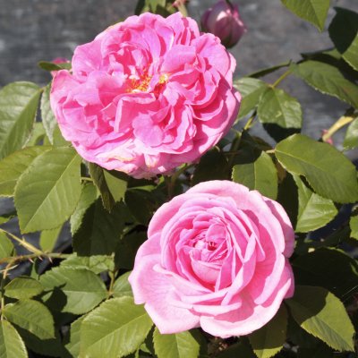 austin Gertrude Jekyll ® (Ausbord), Engelsk Buskros, C6