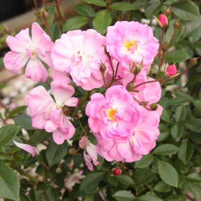 Rosa Lavender Cover ®