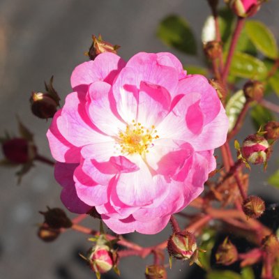 Rosa Lavender Cover ®