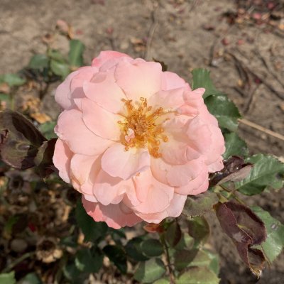 Rosa Renaissance ® Sissel ™