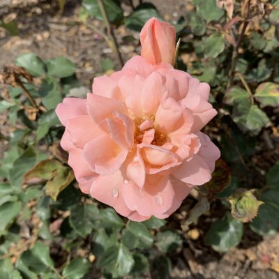 Rosa Renaissance ® Sissel ™