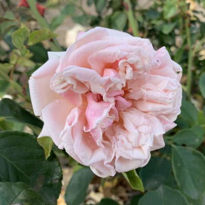 odorata Gloire de Dijon, Teros/Klätterros, C4