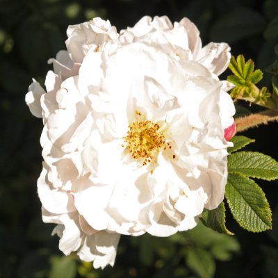 rugosa Henry Hudson, Kanadensisk Buskros