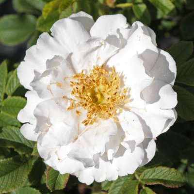 rugosa Henry Hudson, Kanadensisk Buskros