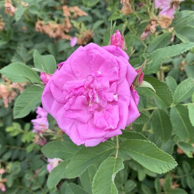 Rosa rugosa Wasagaming