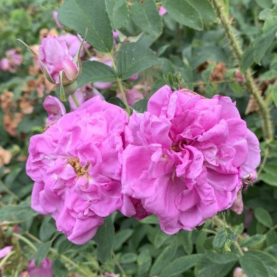 Rosa rugosa Wasagaming