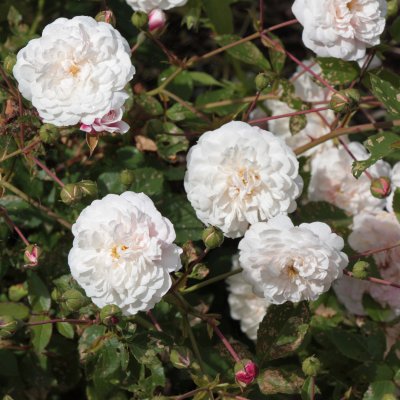 sempervirens White Pet (Little White Pet), Marktäckarros, C4