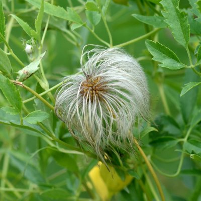 Clematis tangutica