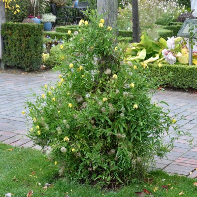 Clematis tangutica