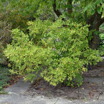 Clethra alnifolia, Konvaljbuske, 40-50 co
