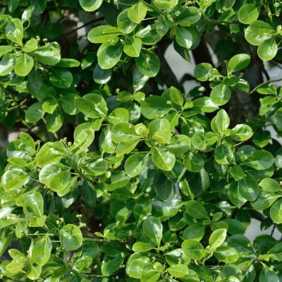 Euonymus fortunei Vegetus, Klätterbenved