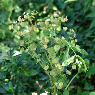 Euphorbia amygdaloides subsp. robbiae