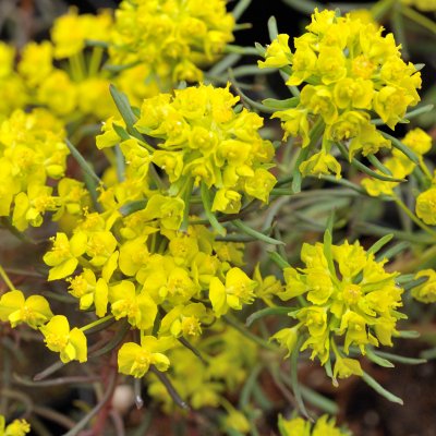 Euphorbia cyparissias Clarice Howard, Vårtörel, P9cm