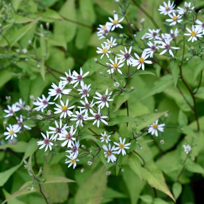 Eurybia (Aster) divaricata