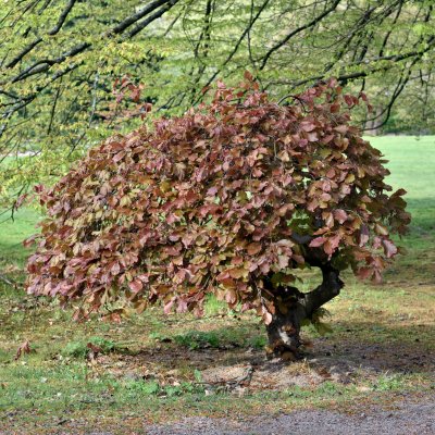 Fagus sylvatica Purpurea Pendula, Hängblodbok
