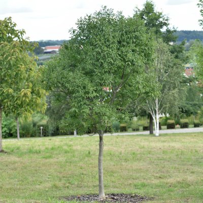 Fraxinus ornus Meczek