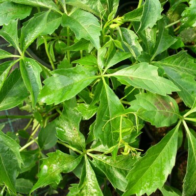 Parthenocissus vitacea (inserta)