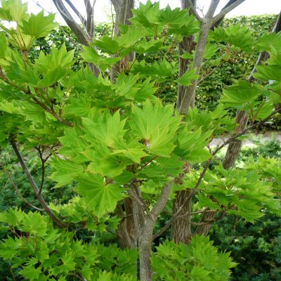 Acer shirasawanum Aureum, Japansk Gyllenlönn