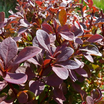 Berberis thunbergii Atropurpurea, Röd Häckberberis