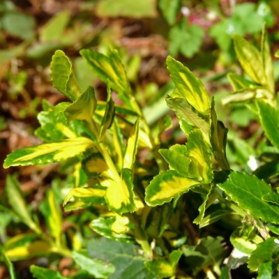 Euonymus fortunei Blondy ®