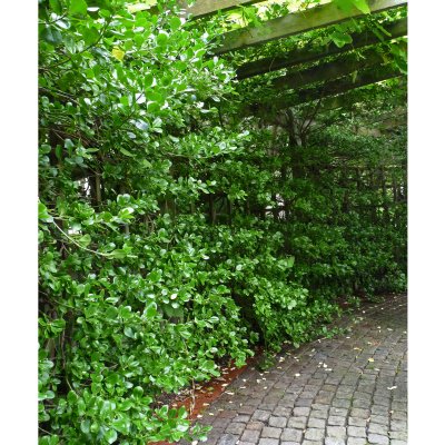 Euonymus fortunei Vegetus, Klätterbenved