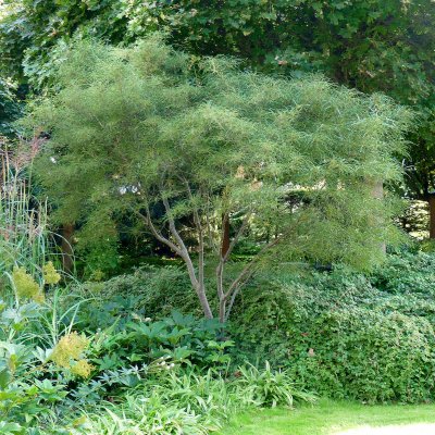 Frangula alnus Asplenifolia, Brakved